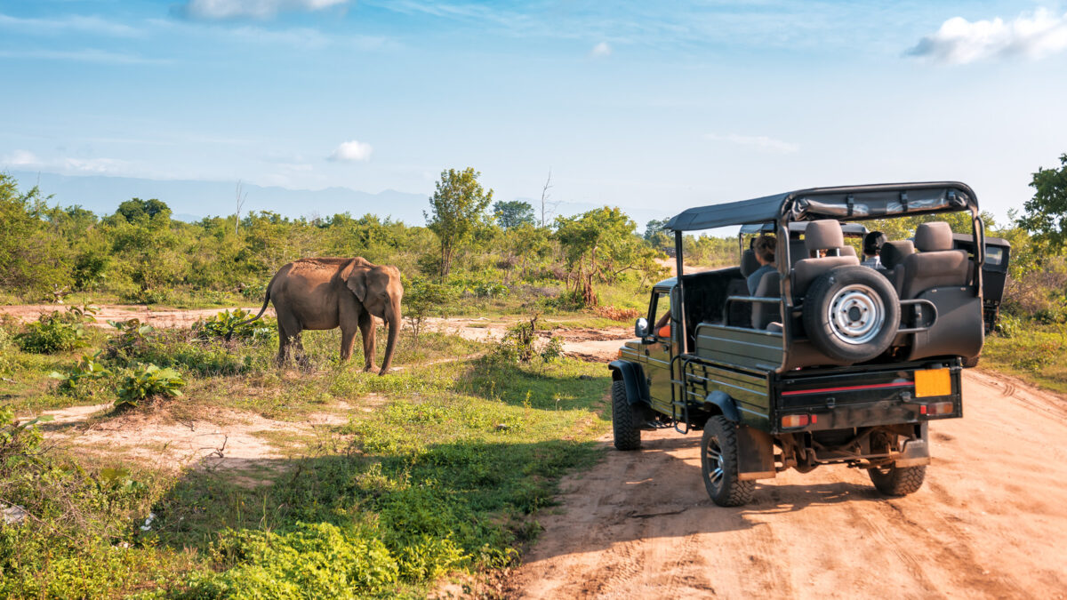 A jeep on an African savanna during a game drive